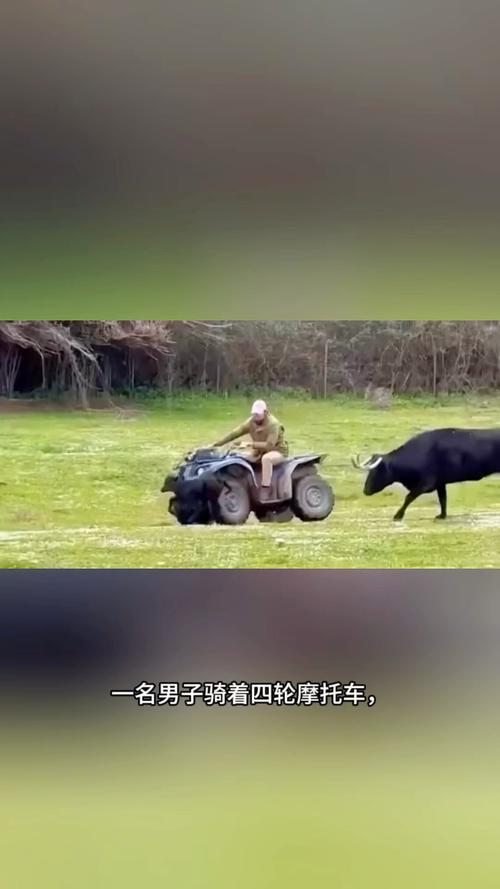 公牛骑走路边摩托车,公牛骑走路边摩托车图片