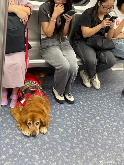 带导盲犬住全季被拒,带导盲犬住酒店遭拒
